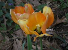 Enlarge photo 108