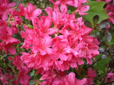 Enlarge photo 109