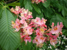 Enlarge photo 113