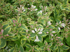 Enlarge photo 114