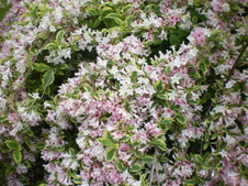 Enlarge photo 129
