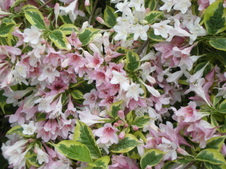 Enlarge photo 130