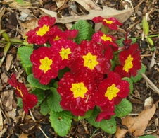 Enlarge photo 9