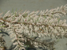 Enlarge photo 38