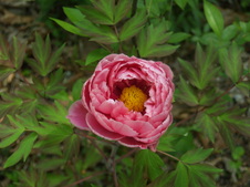 Enlarge photo 46