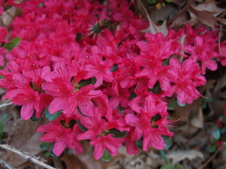 Enlarge photo 85