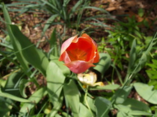 Enlarge photo 87