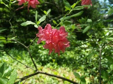 Enlarge photo 67