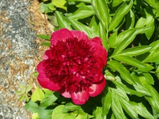 Enlarge photo 68