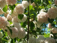 Enlarge photo 71
