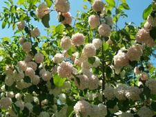 Enlarge photo 72