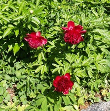 Enlarge photo 84