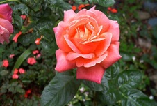 Enlarge photo 136