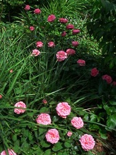 Enlarge photo 137