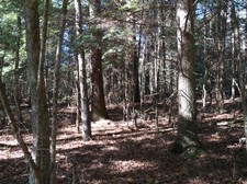 Enlarge photo 85