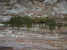 Enlarge photo 91