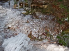 Enlarge photo 98