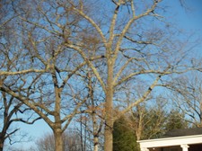 Enlarge photo 136