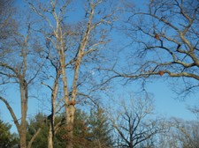 Enlarge photo 137