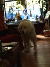 Enlarge photo 11