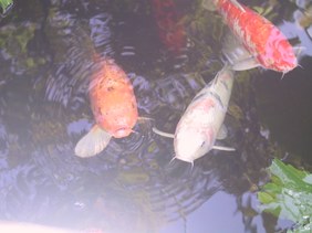 Enlarge photo 19