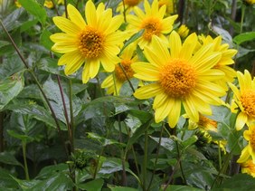 Enlarge photo 124