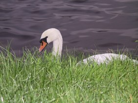 Enlarge photo 166