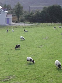 Enlarge photo 167