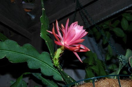 Enlarge photo 6
