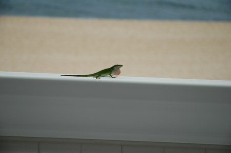 Enlarge photo 126