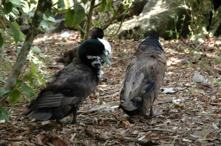 Enlarge photo 114