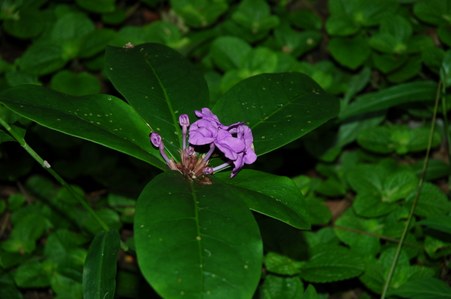 Enlarge photo 104