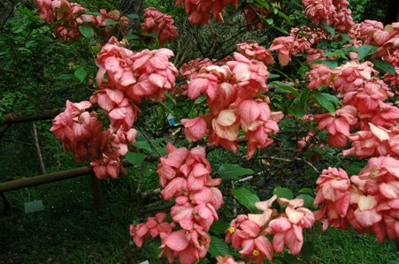 Enlarge photo 78