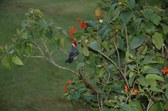 Enlarge photo 29