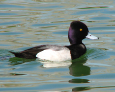 Enlarge photo 30