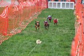 Enlarge photo 177