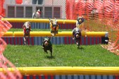 Enlarge photo 169