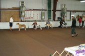 Enlarge photo 61