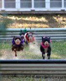 Enlarge photo 442