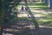 Enlarge photo 104
