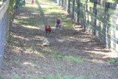 Enlarge photo 139