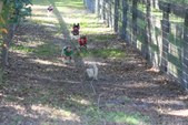 Enlarge photo 157