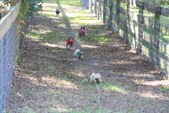 Enlarge photo 158