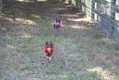 Enlarge photo 161