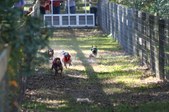 Enlarge photo 174