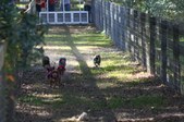 Enlarge photo 175