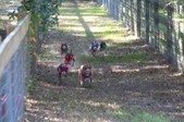 Enlarge photo 177