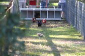 Enlarge photo 184
