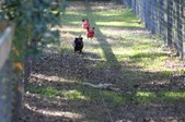 Enlarge photo 186