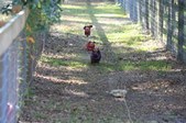 Enlarge photo 217
